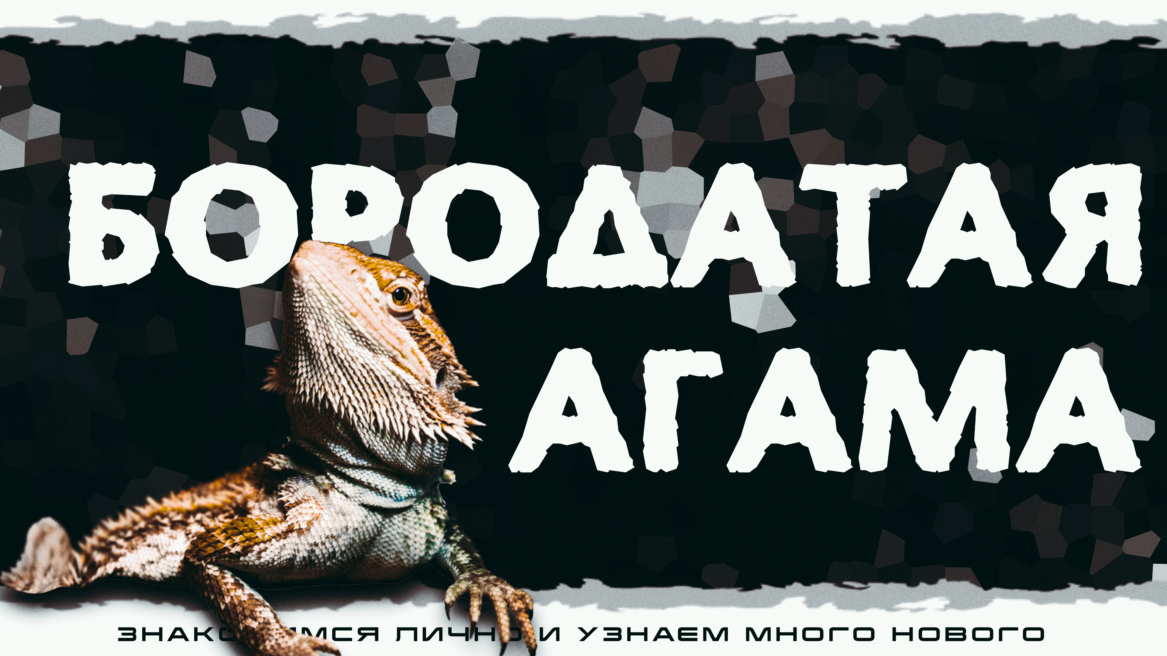Бородатая Агама. Знакомство с рептилией.