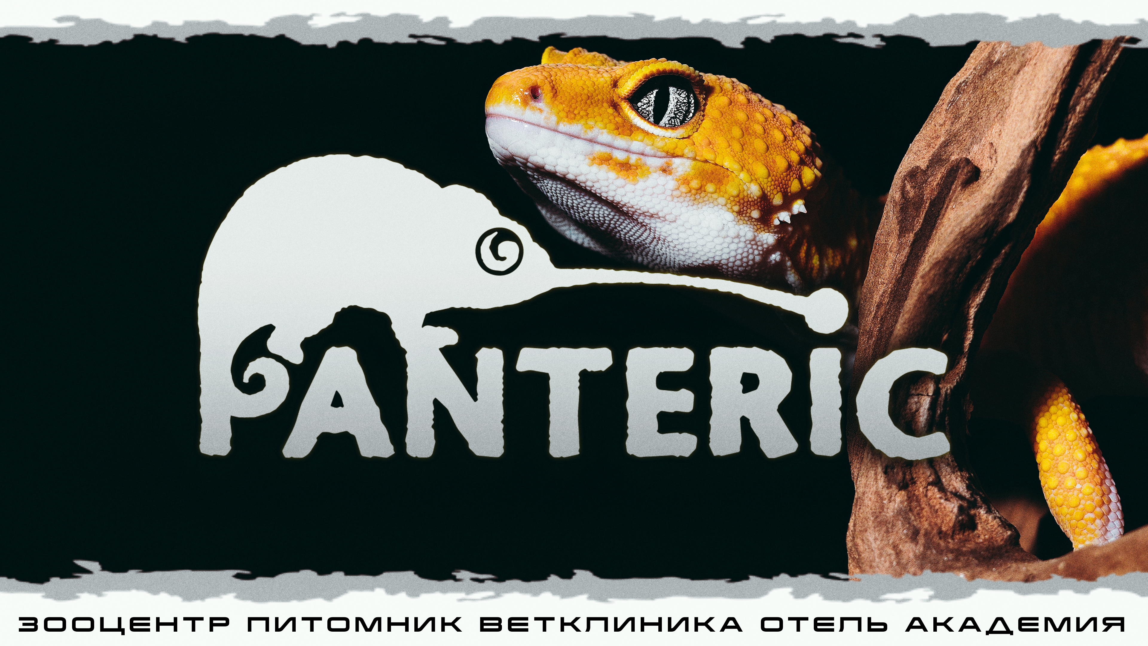 Гекконы. Эублефар и Бананоед. Знакомство с рептилией.