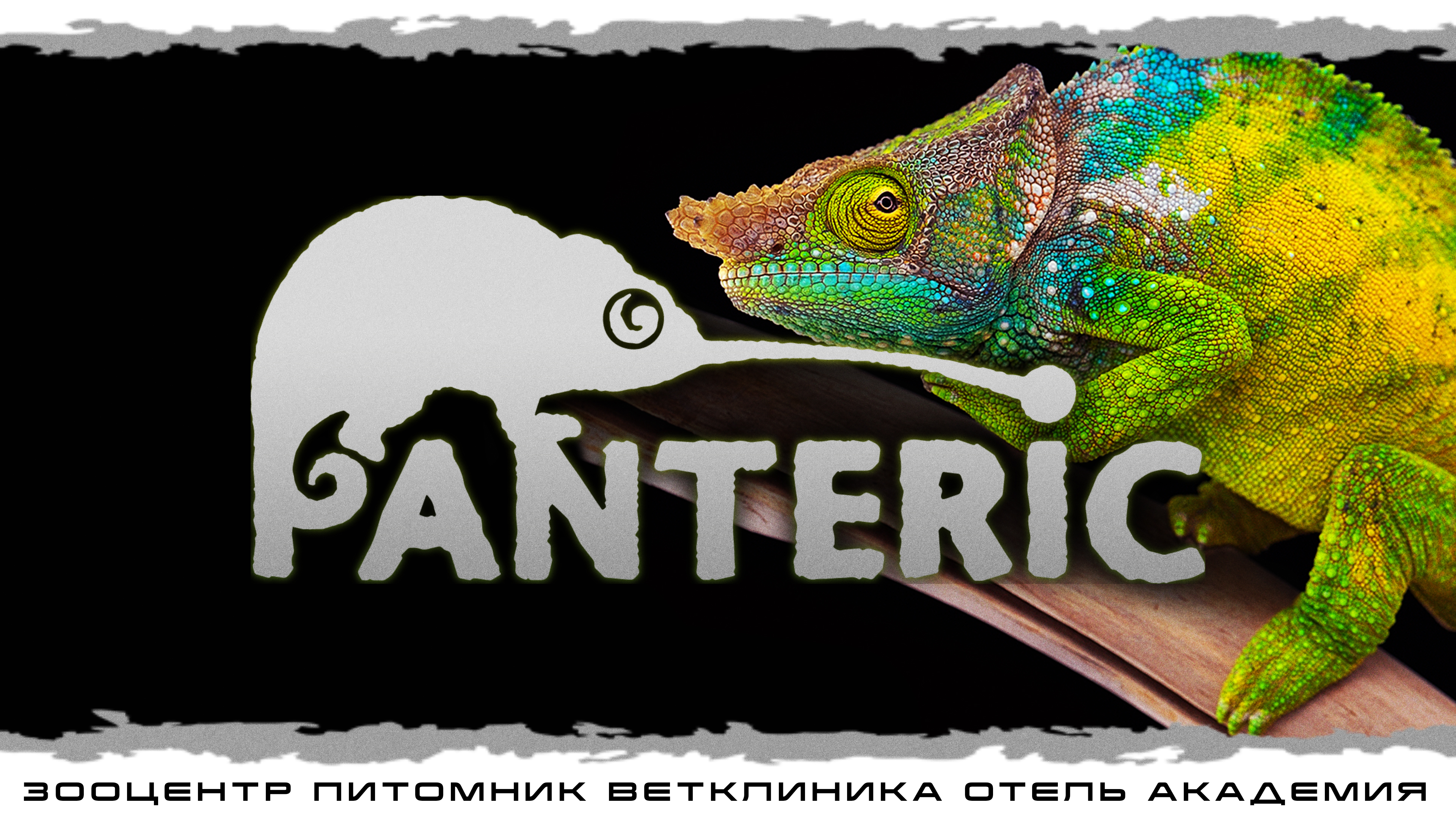 Хамелеоны. Знакомство с рептилией.