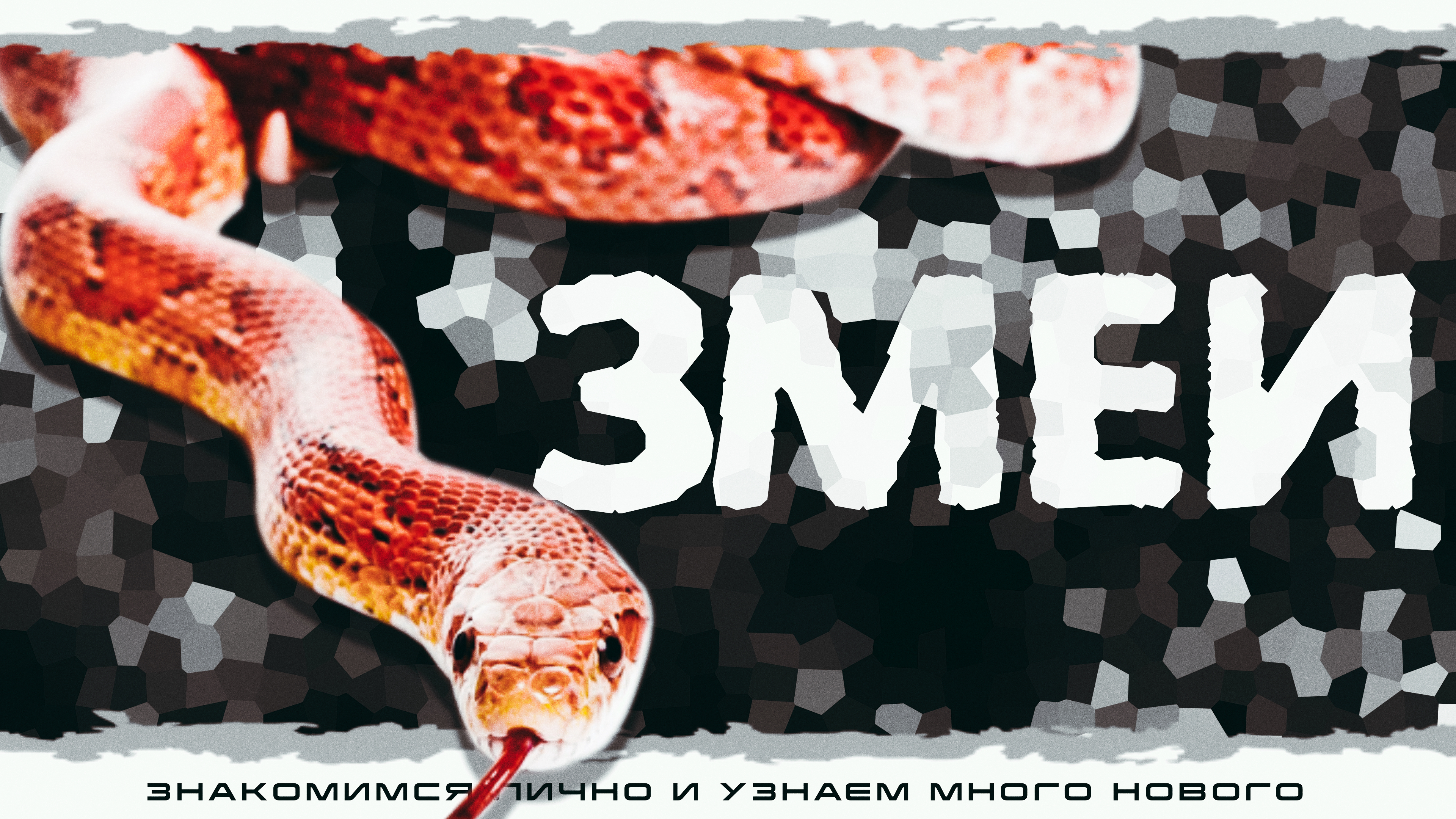 Змеи. Знакомство с рептилией