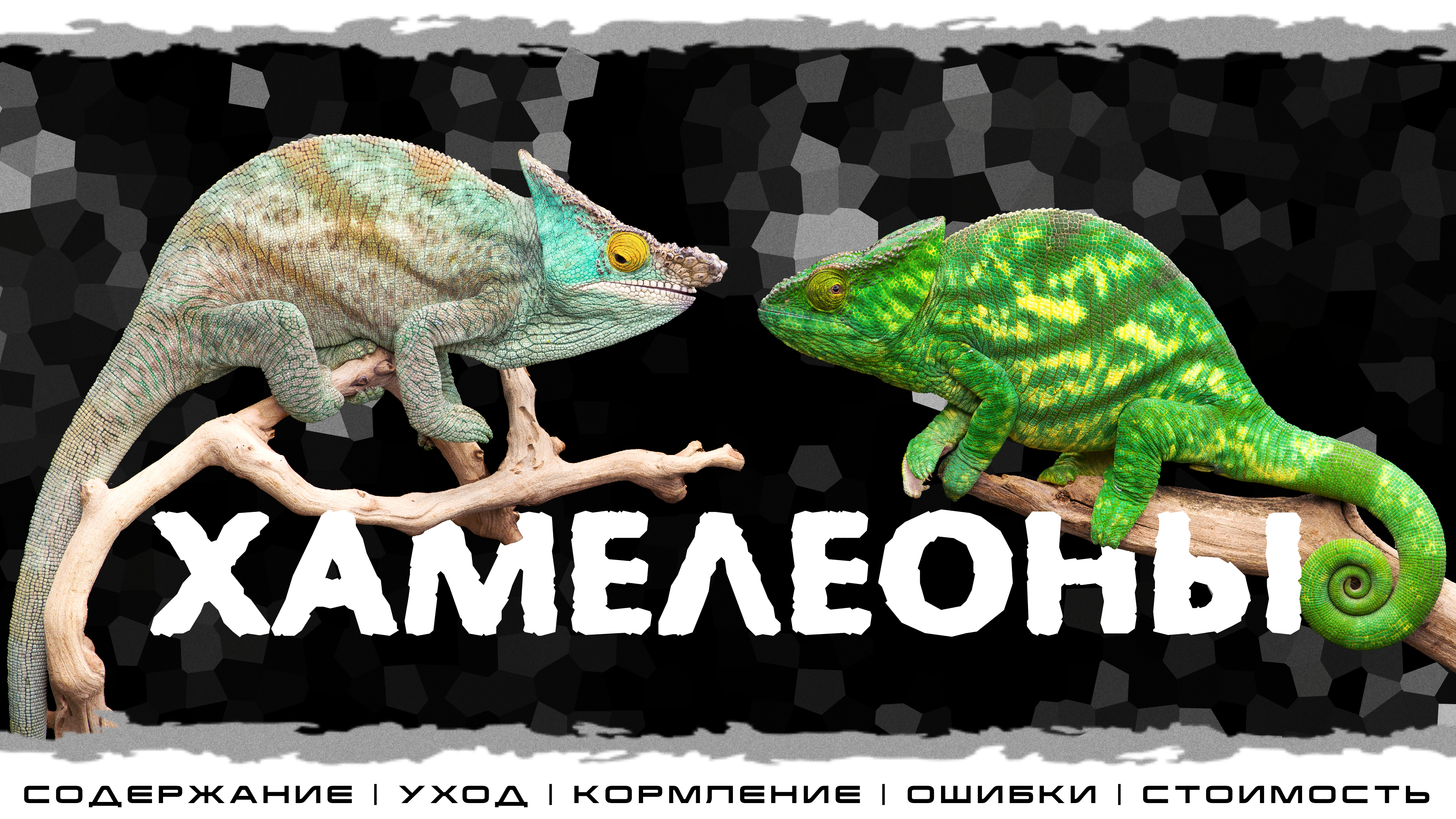 Хамелеоны Интерактивное знакомство с Экзотическими животными